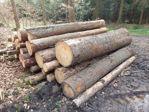 Fichte Brennholz: Verkauf durch Waldinteressenten ...
