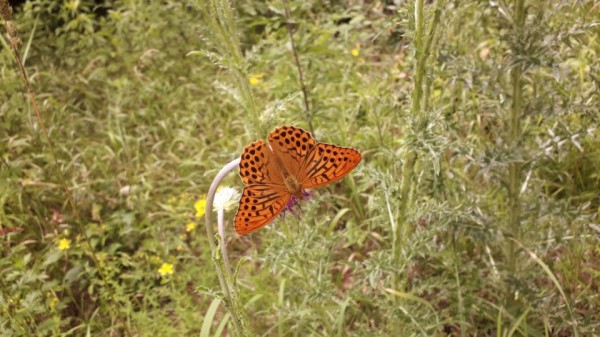 Rauschenberg natürlich: Der  Kaisermantel – der Schmetterling des Jahres 2022